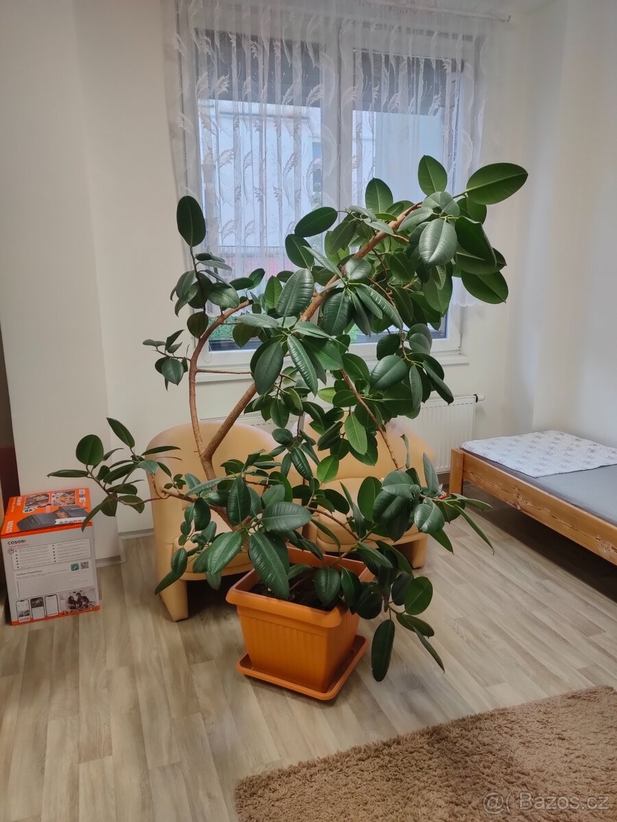 Fíkus velký - 3