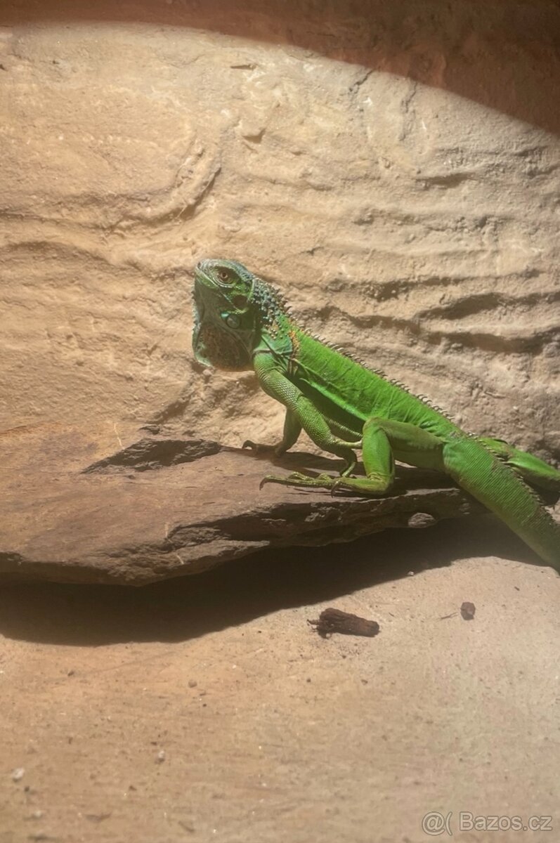 Leguán Zelený - 3