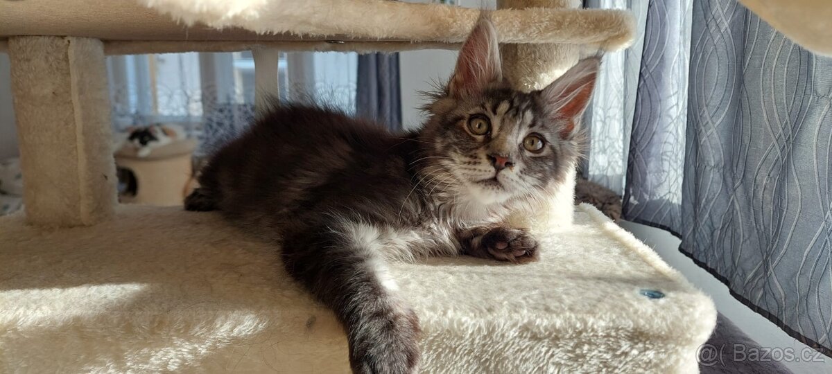 Mainská mývalí koťata s PP - 3