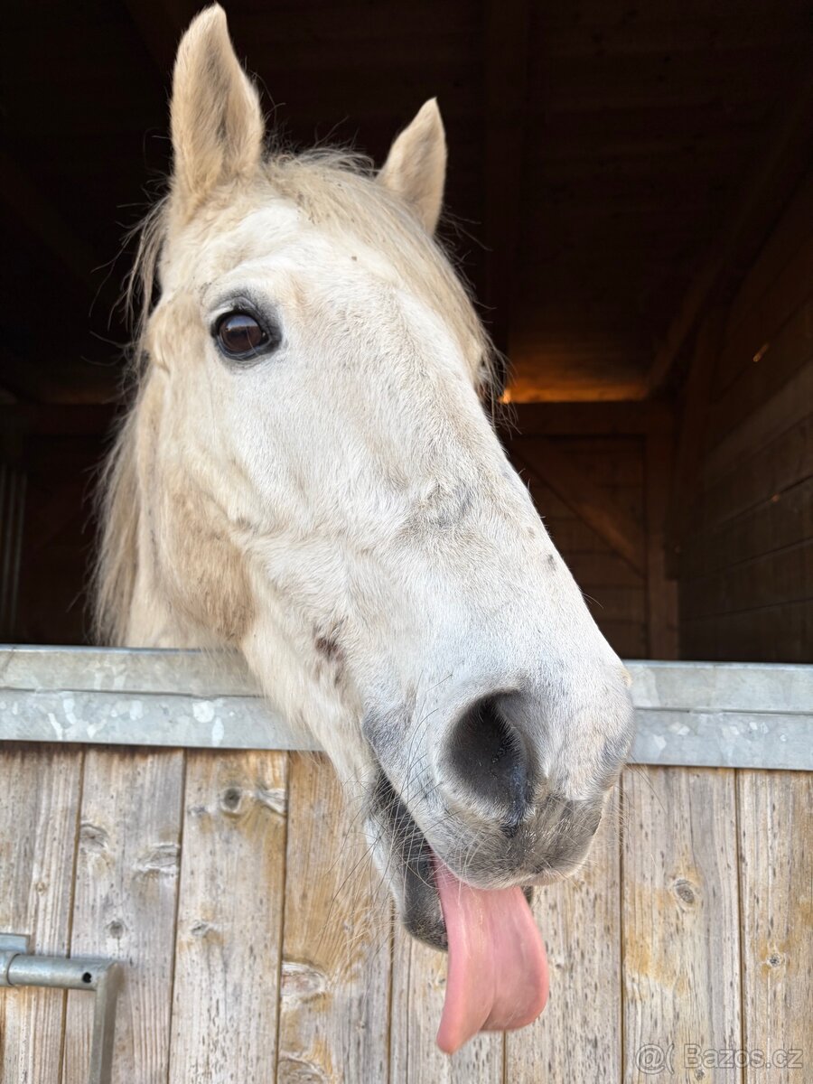Pony 135cm - 3