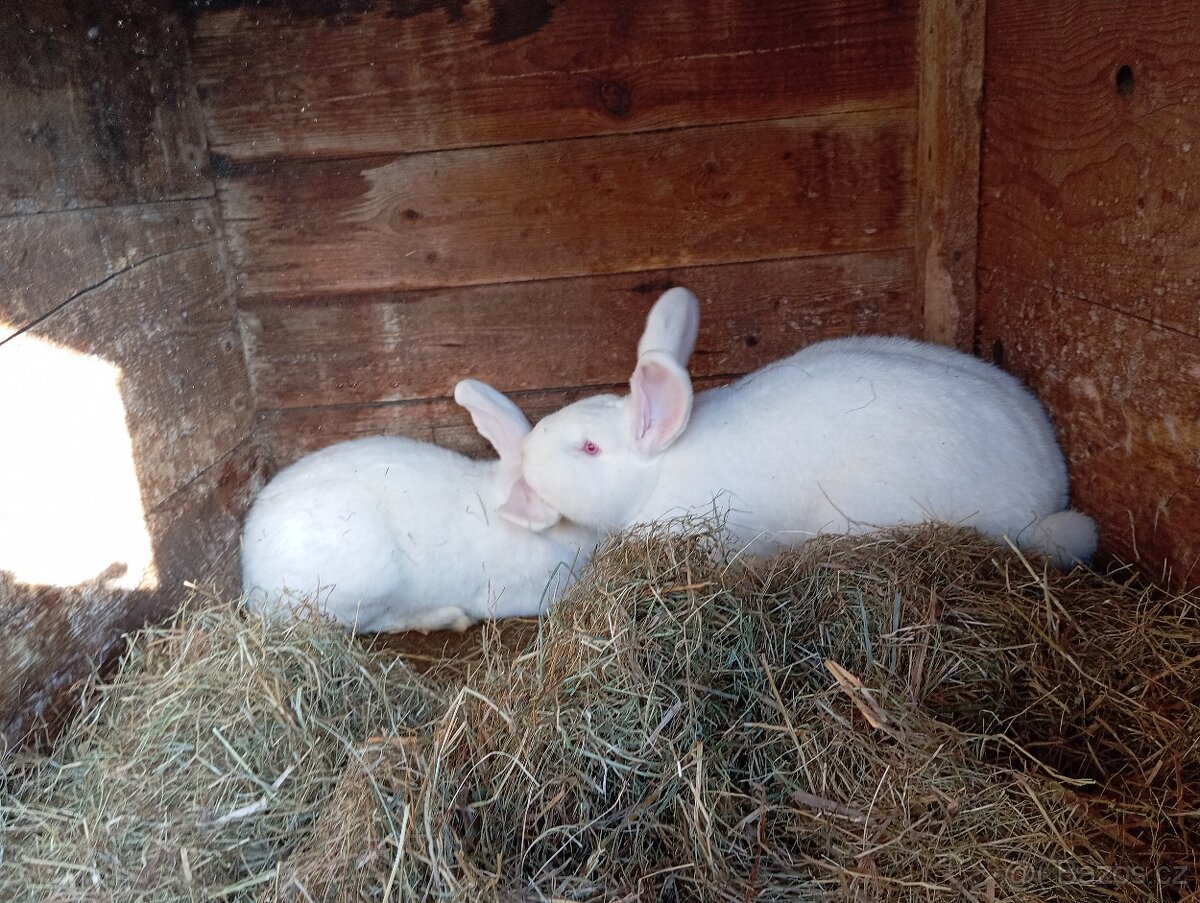 Králík do chovu ( Samice) - 3