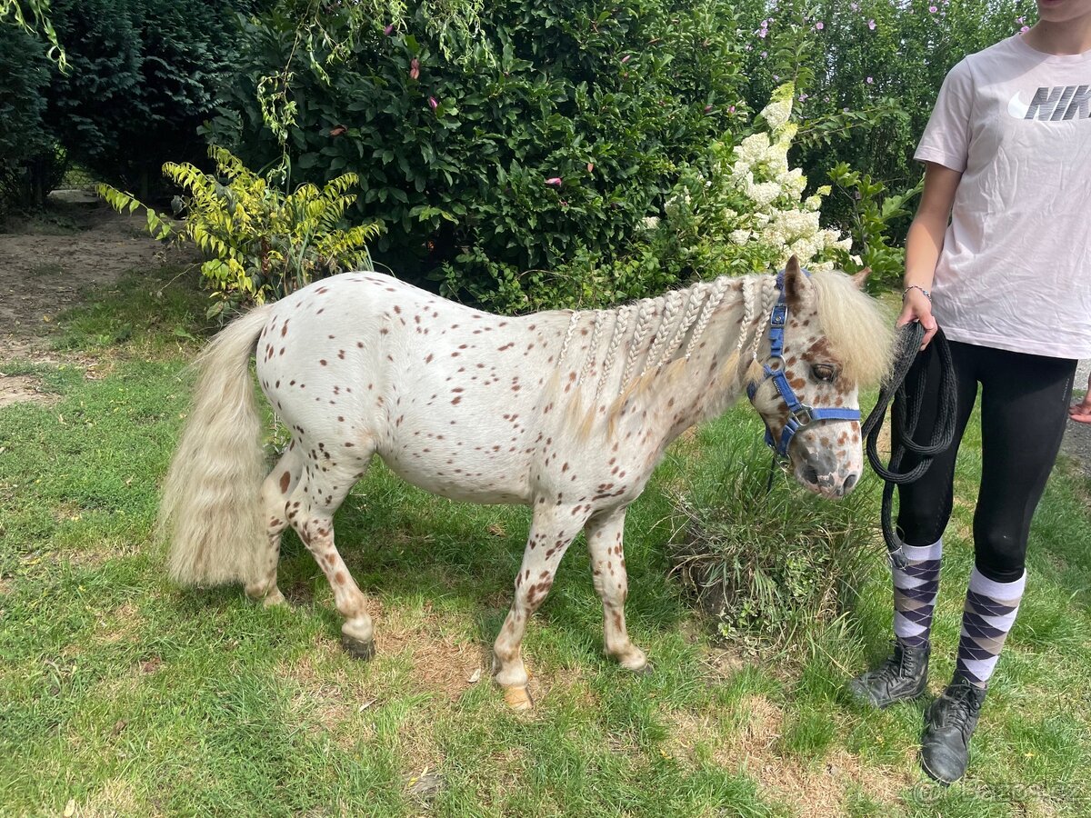 Prodej mini ponyho - 3