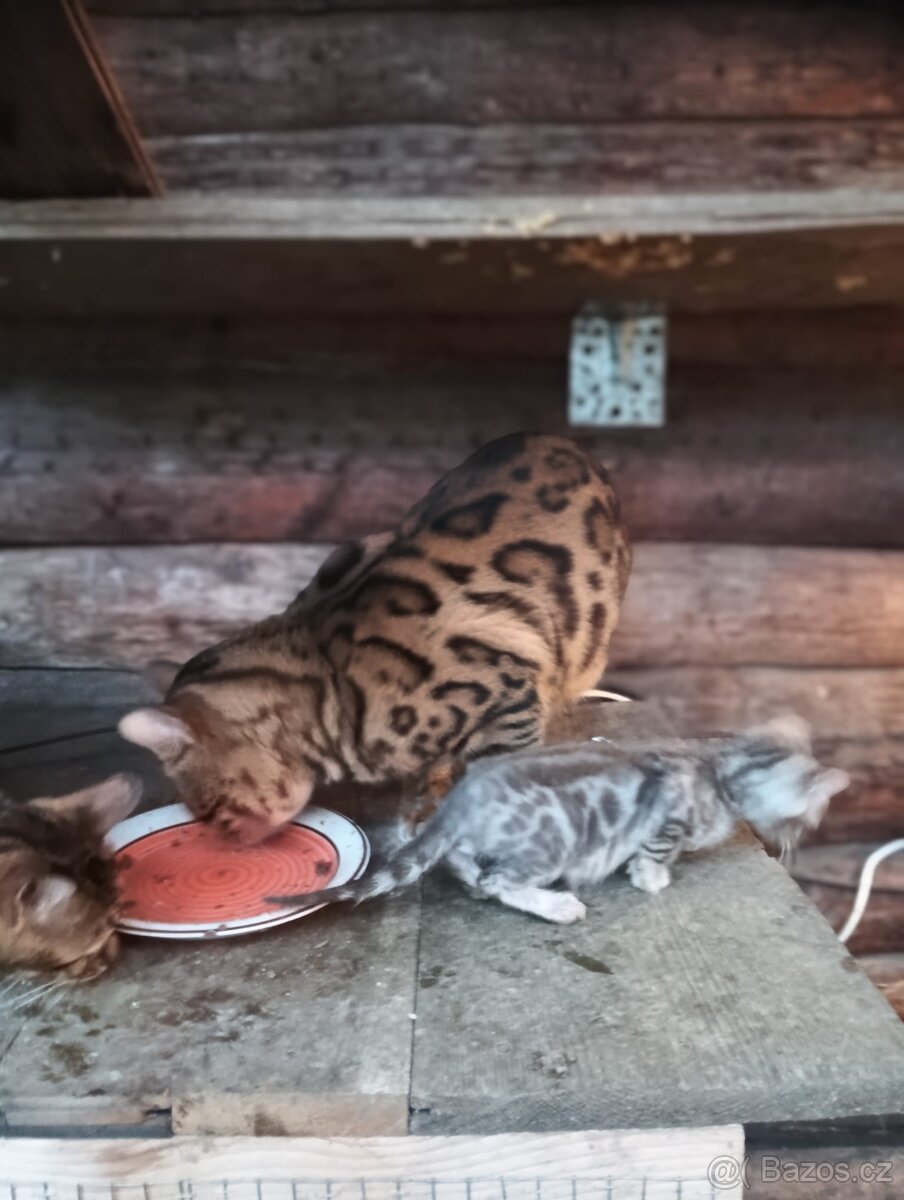 Kočka bengálská bez PP - 3