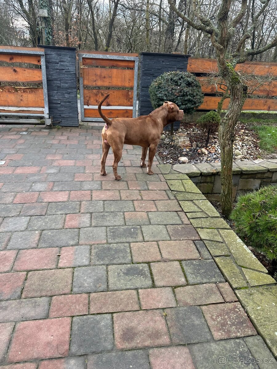 American Bully XL s PP - 3