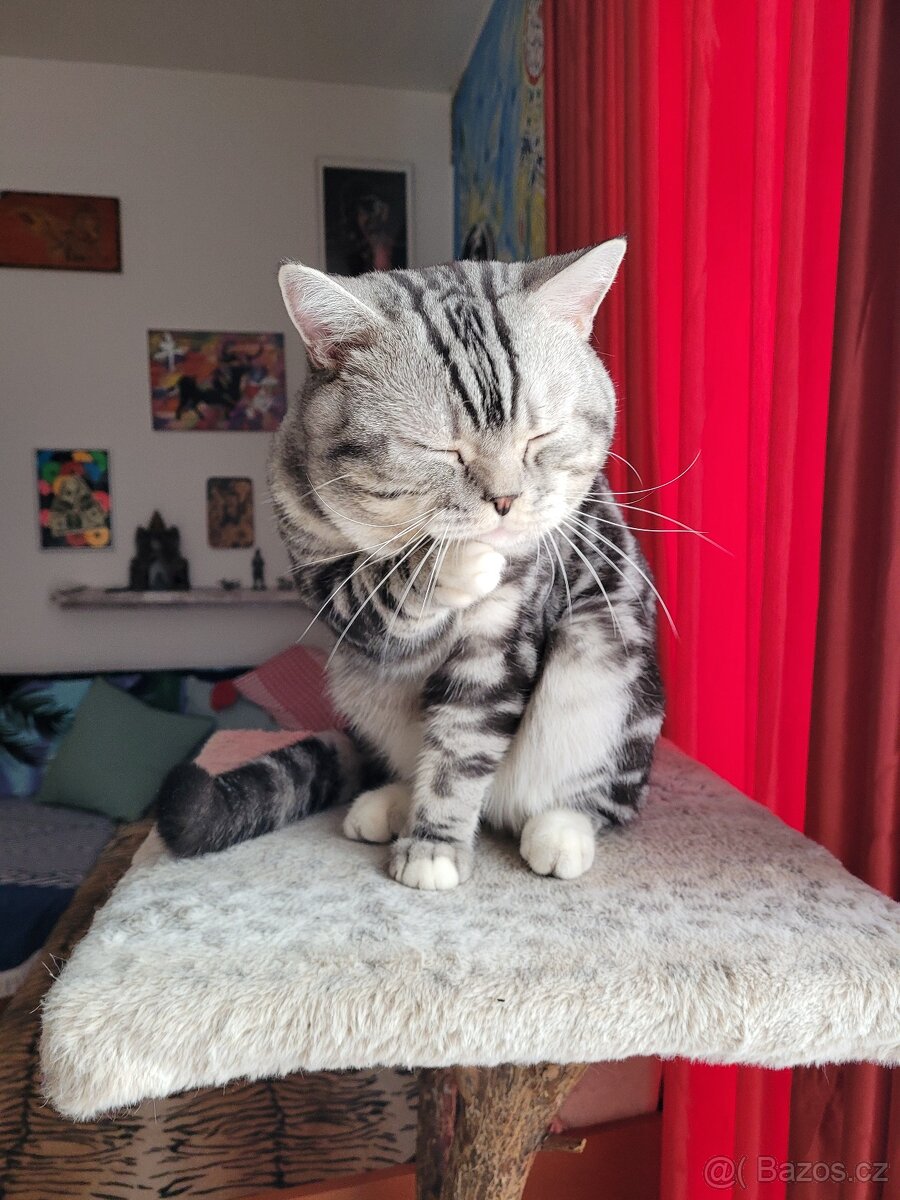 Britský kocour ke krytí - 3