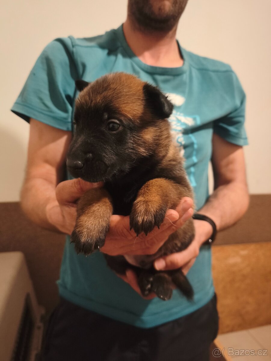 Belgický ovčák malinois s PP - 3