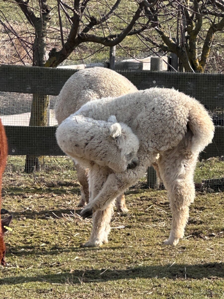 Lama alpaka samička - 3
