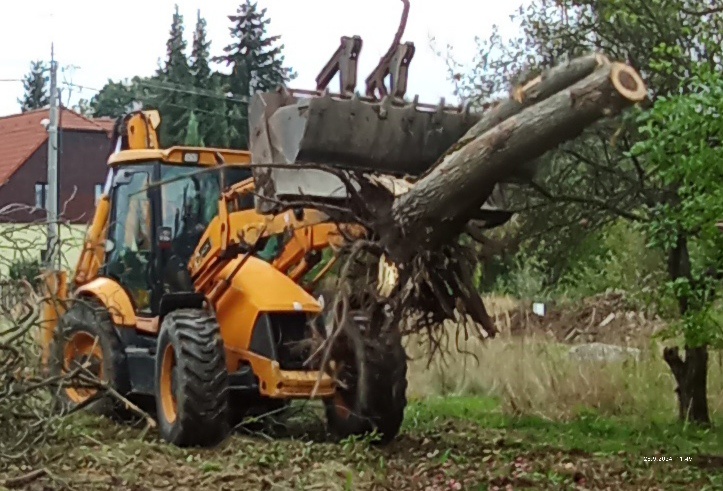 Prodám čerstvě poražený ořech - 3