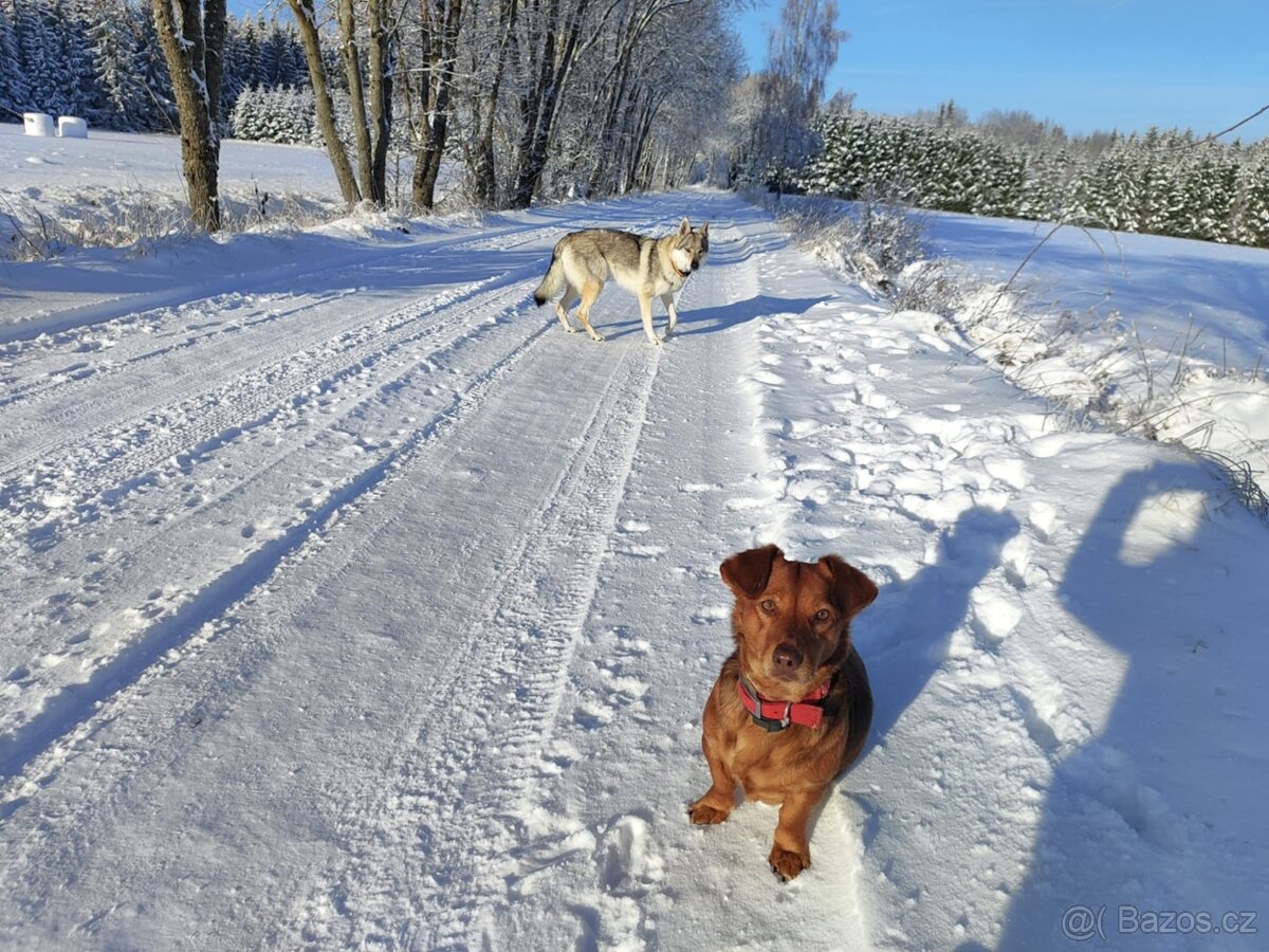 Štěňata křížence - 3