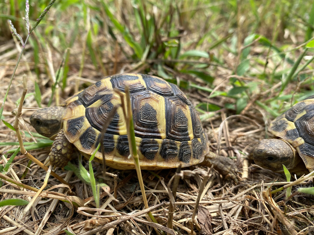 želva zelenavá a vroubená- odrostlá mláďata - 3