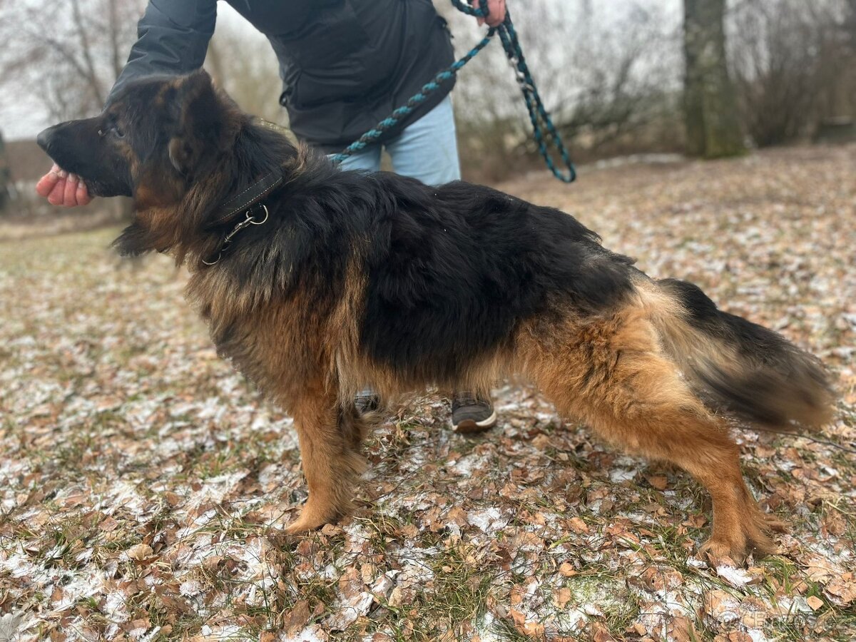 Německý ovčak - 3