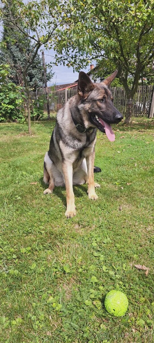 Německý ovčak - 3