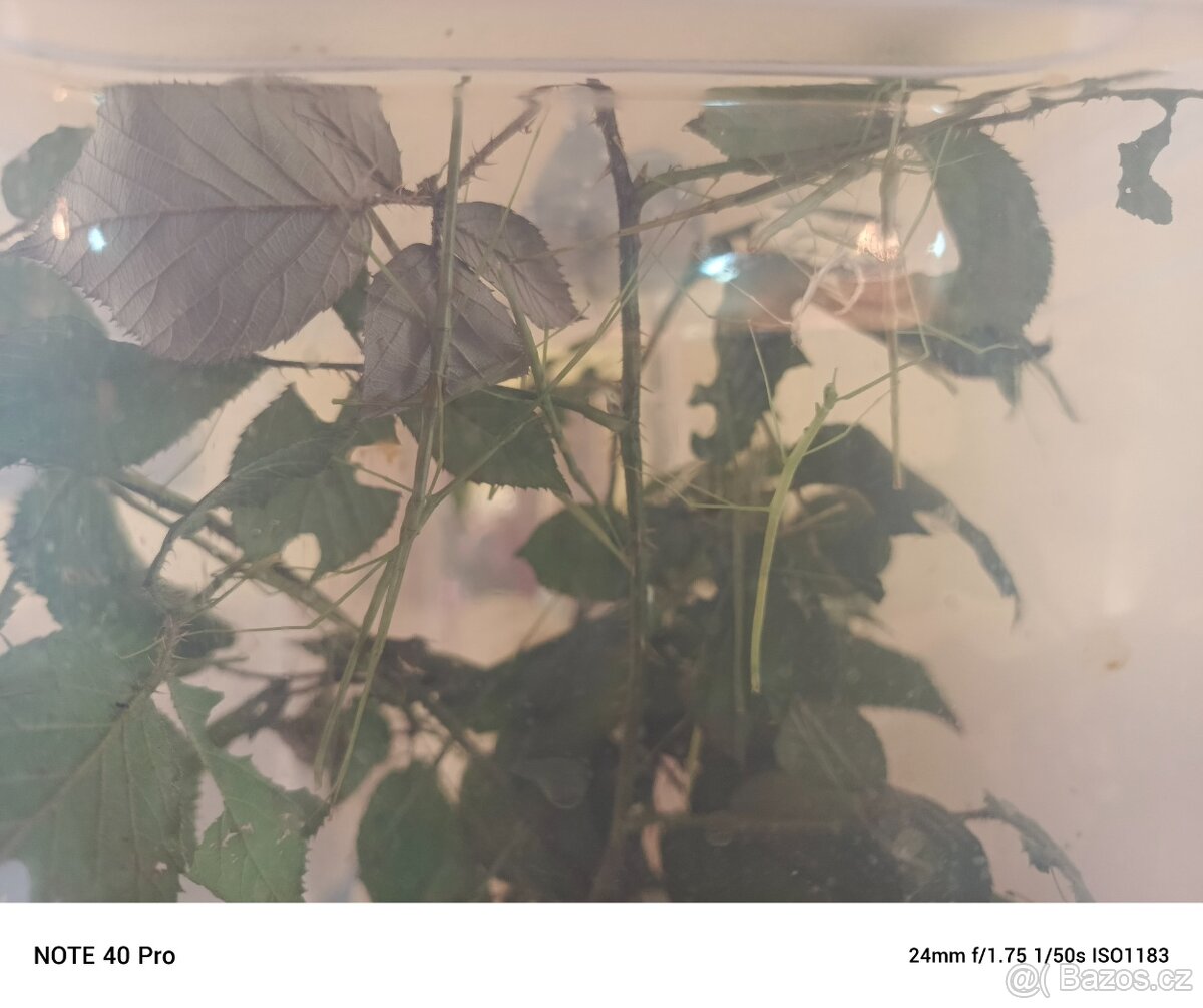 Pakobylky indicke - 3