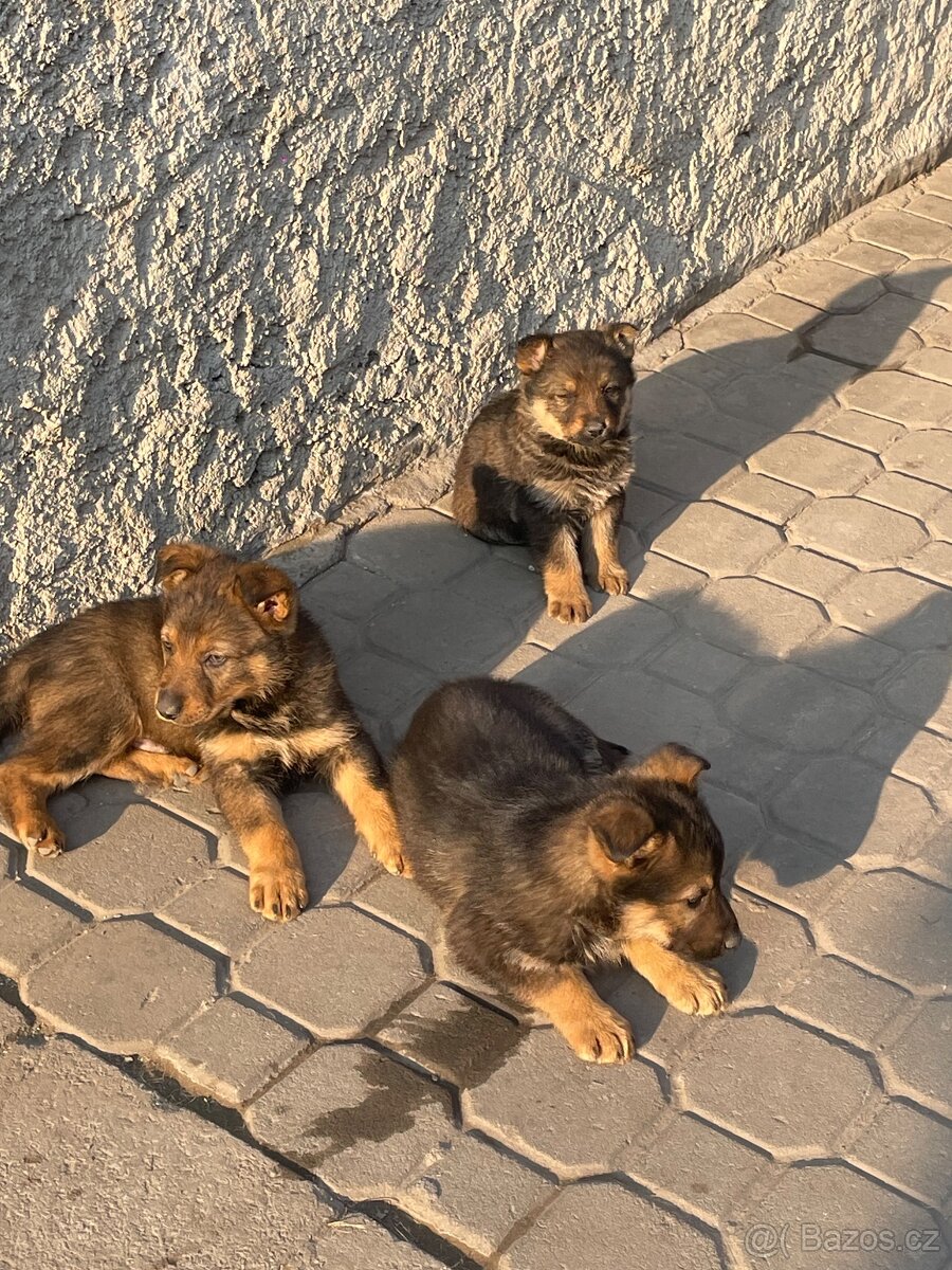 Štěňata německý ovčák bez PP - 3