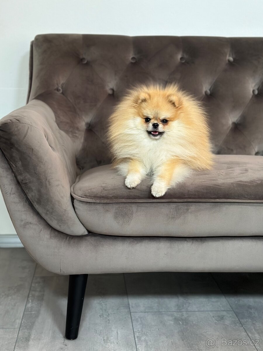Pomeranian s PP KE KRYTÍ 🤍 - 3