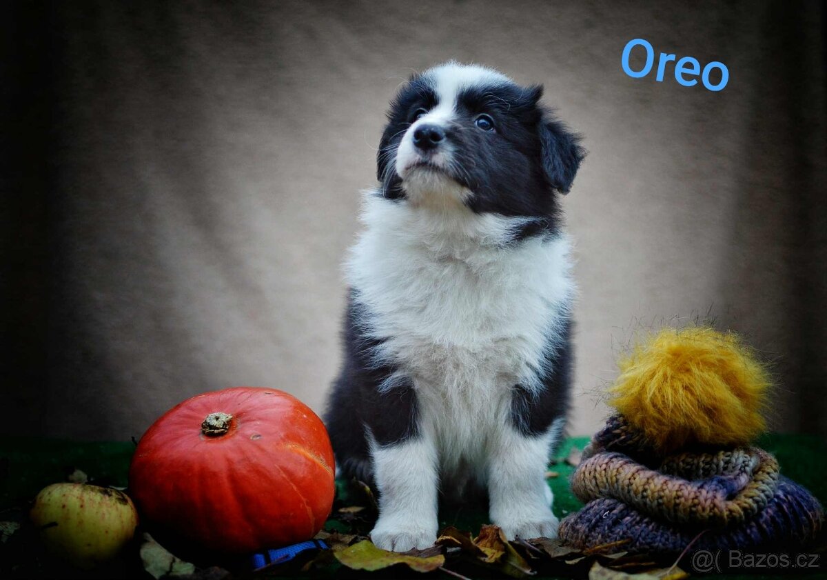 Border kolie s PP - 3