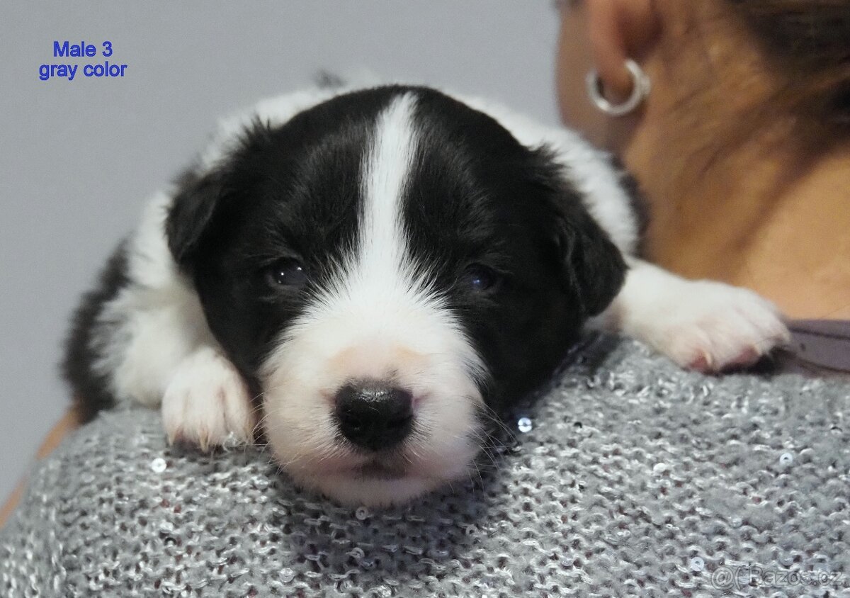 Border kolie s PP - kluci - 3