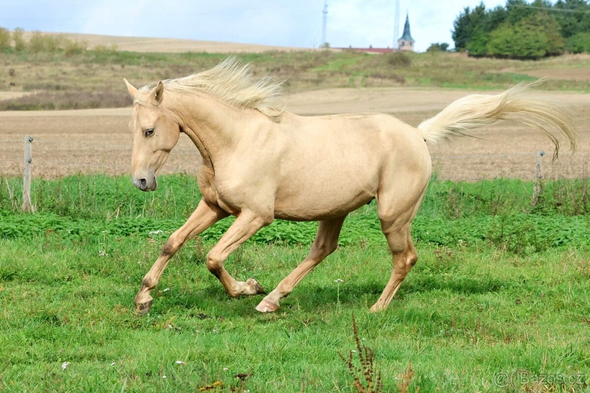 Prodám hřebce Kůň Kinský, - 3