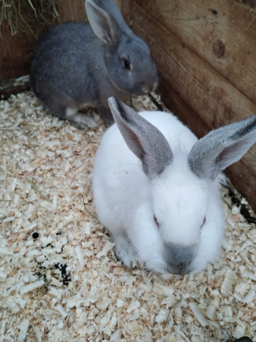 Polozakrsla králička - 3