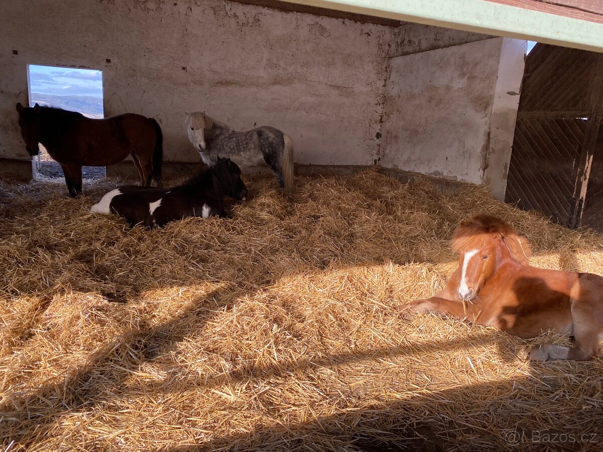 Pastevní ustájení Kočvary - 3