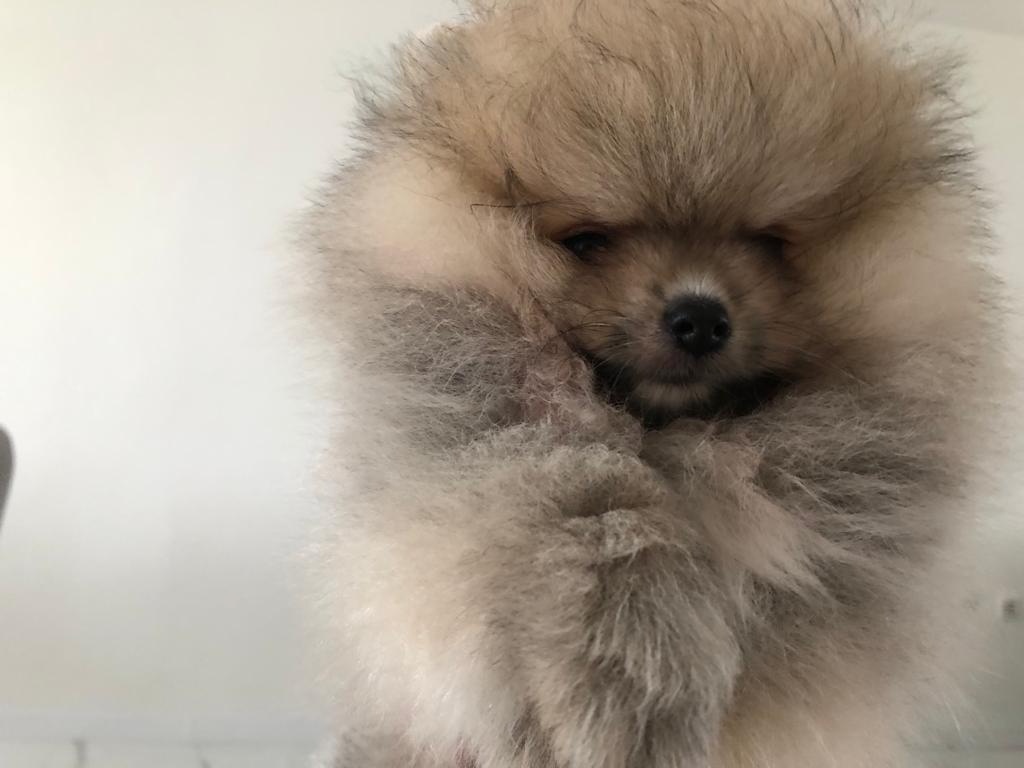 Pomeranian s p.p - 3