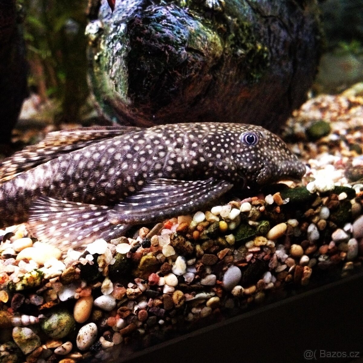 Ancistrus SP. velikosti od 4 do 14cm - 3