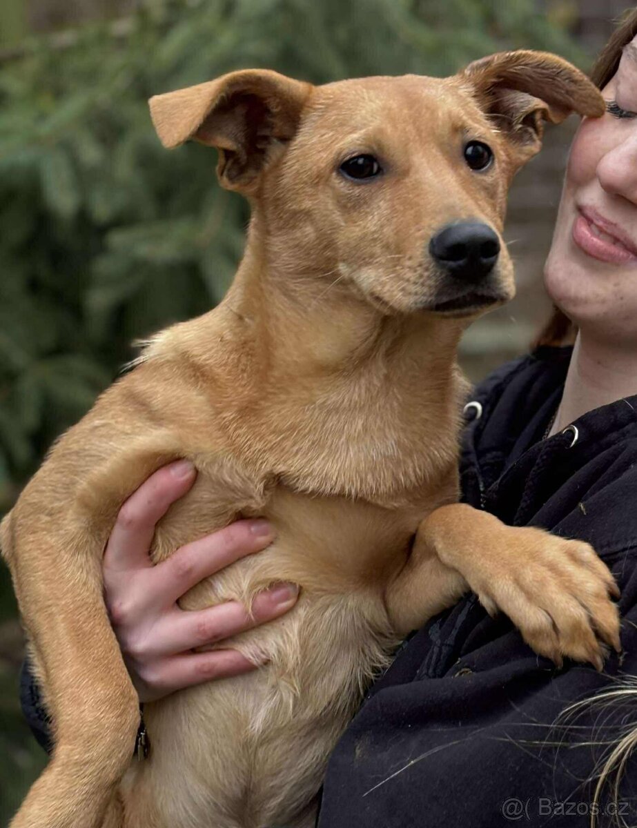 LEILA - štěně, fenečka 5 měsíců - 3