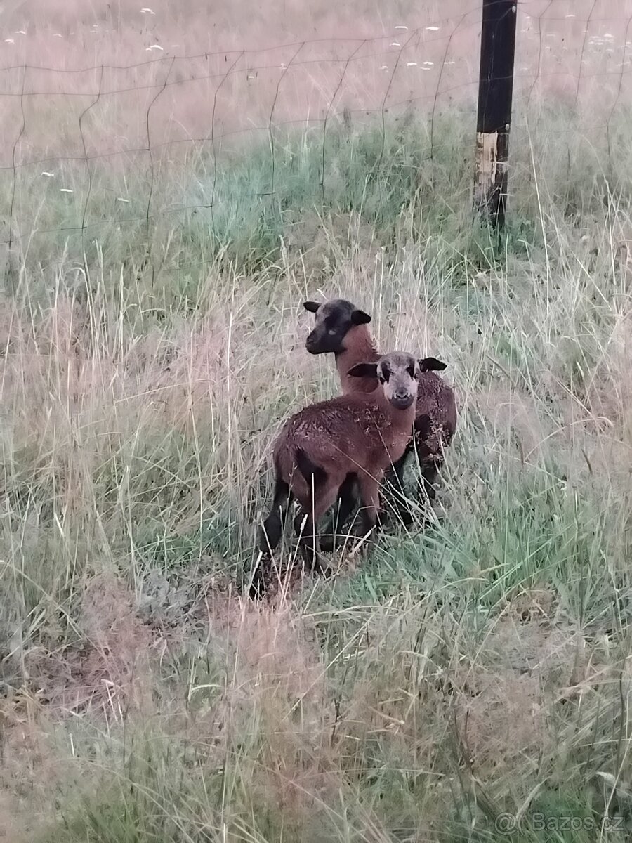 Kamerunské ovce - 3