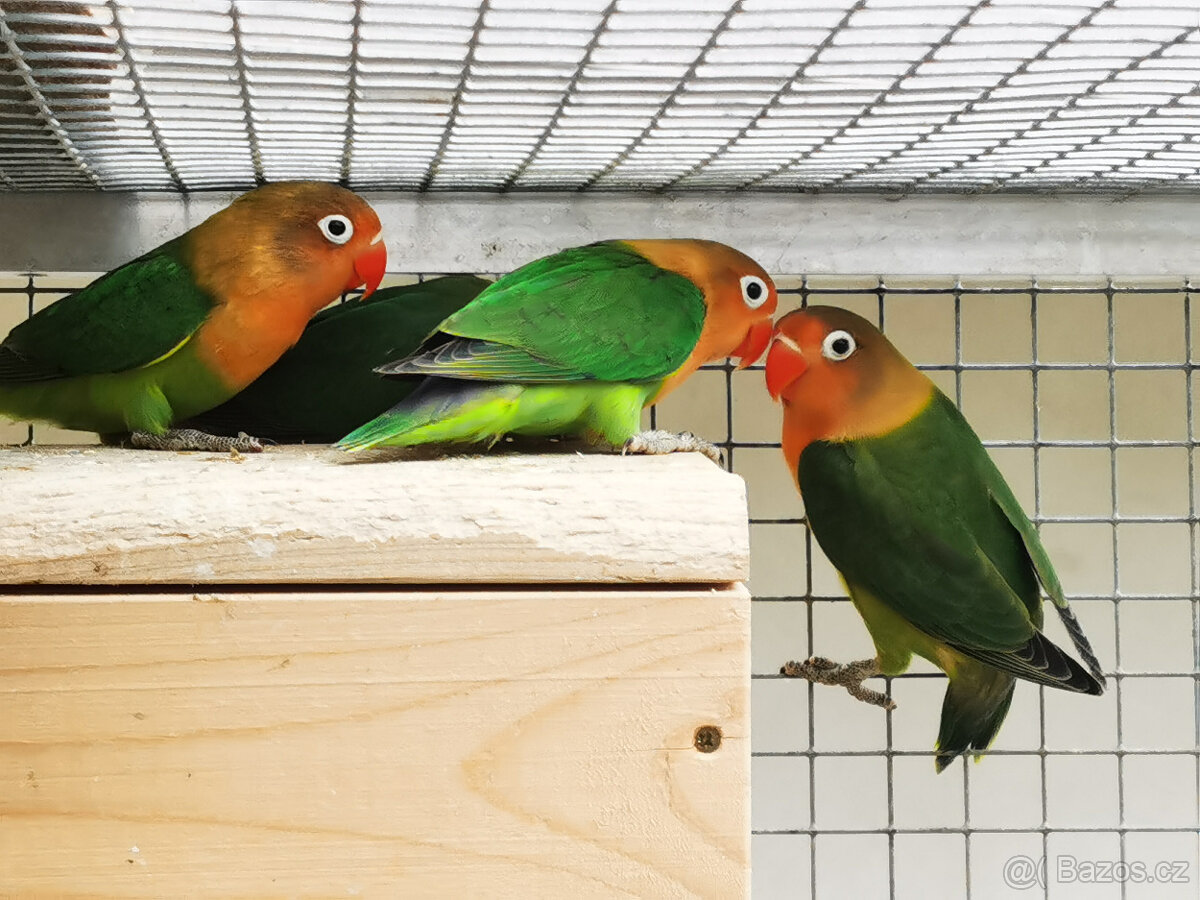 Agapornis Fischeri - 3