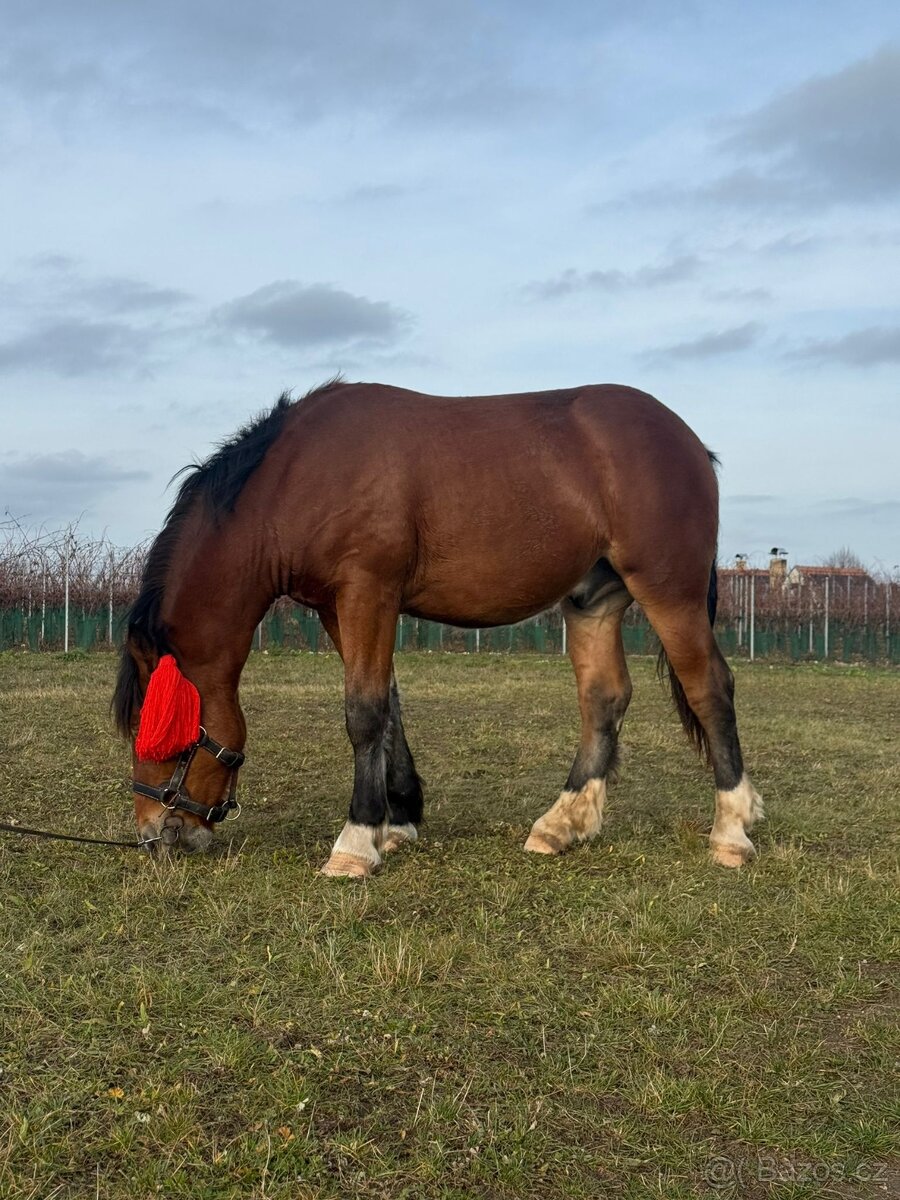 Mladý kůň NORD - 3