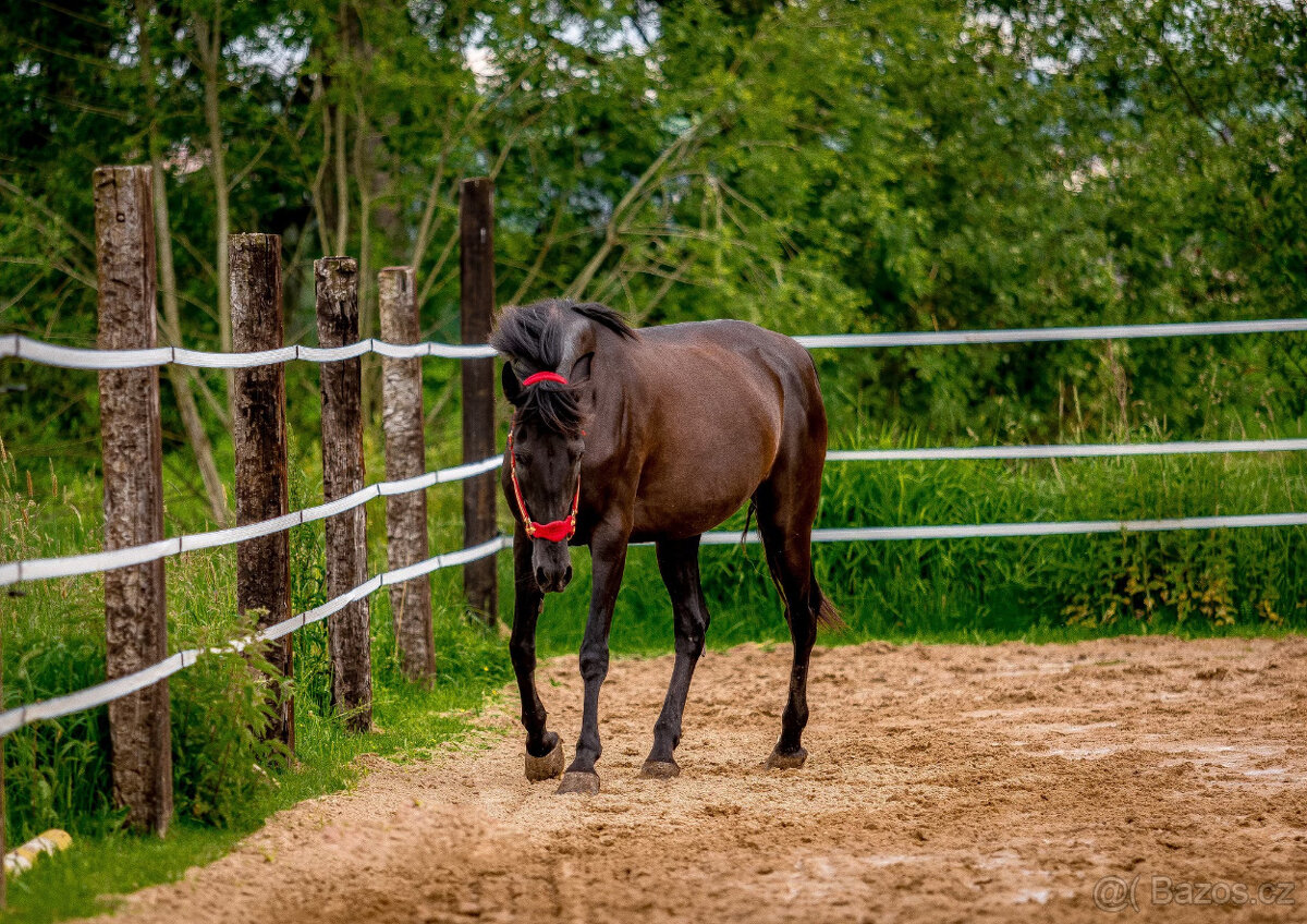 Španělská klisna - vhodná jako společnice, milá k dětem - 3