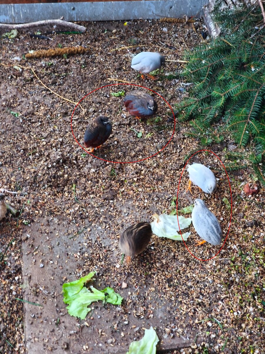 Křepelka čínská - 3