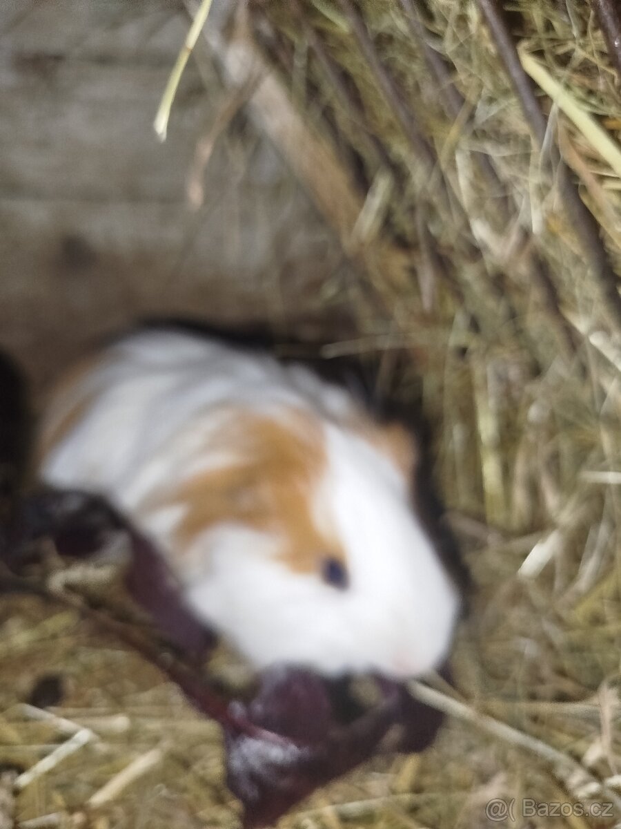 Morče samička zdarma Slatina n Z - 3