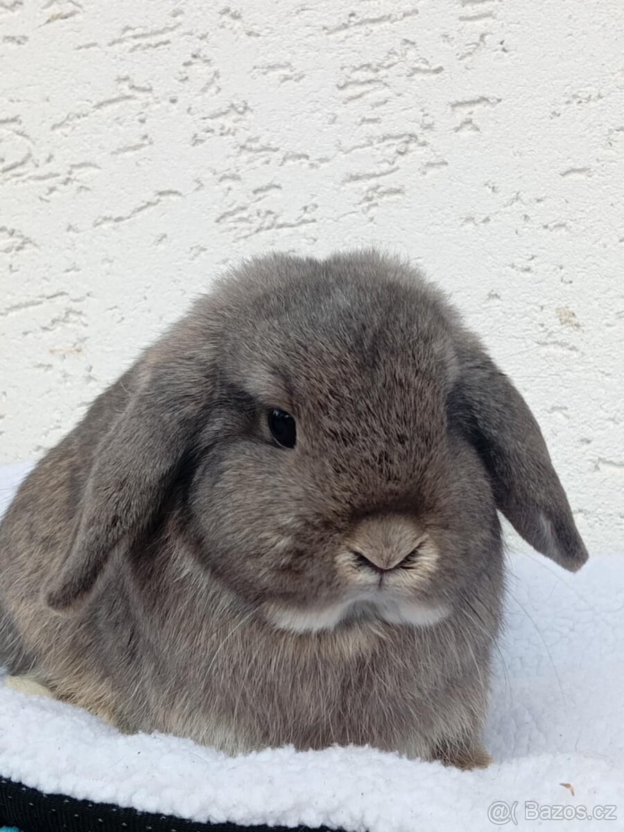 Volná samička - Anglický Zakrslý Beránek MiniLop🍑🧡 - 3