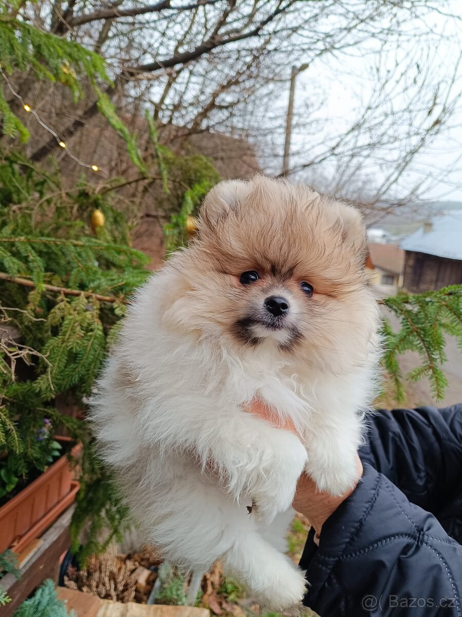 Pomeranian s PP - 3