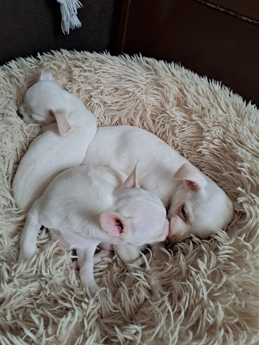 Krátkosrstá Čivava - 3