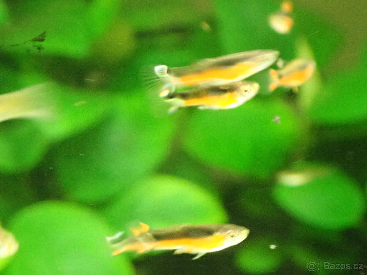 živorodka Wingeova - var. Santa Maria - 3