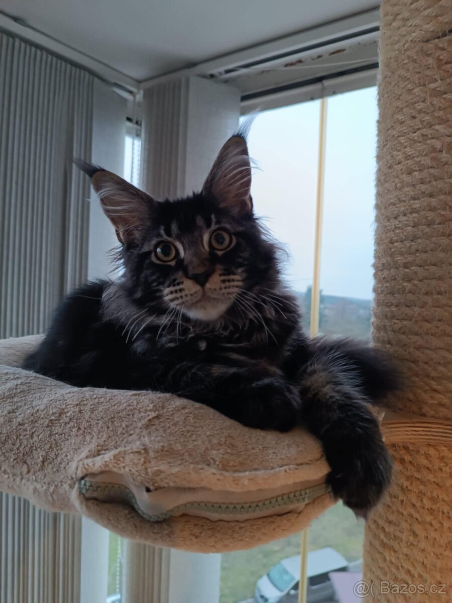 Mainská mývalí kočička s PP - 3