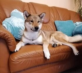 Československý vlčák - Shikoku - 3