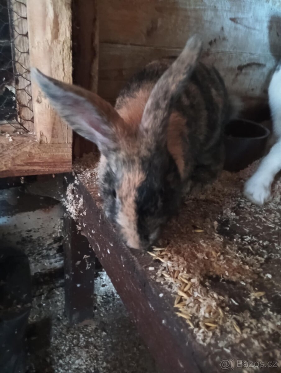 Samečci francouzský beran - 3