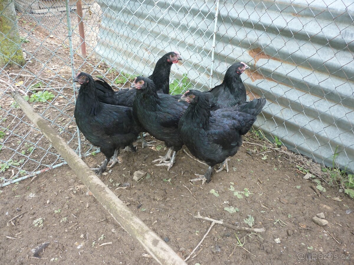 MARANS-kuřice - 3