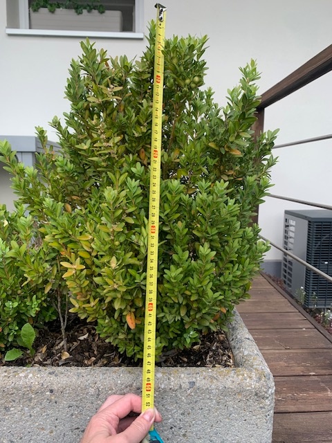 Buxus - 3