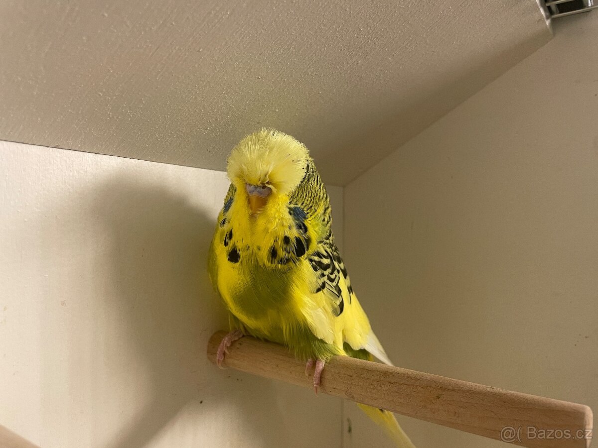 Výstavní andulky - 3