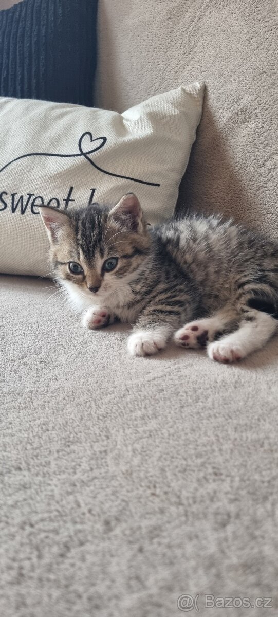 Daruji koťata - 3