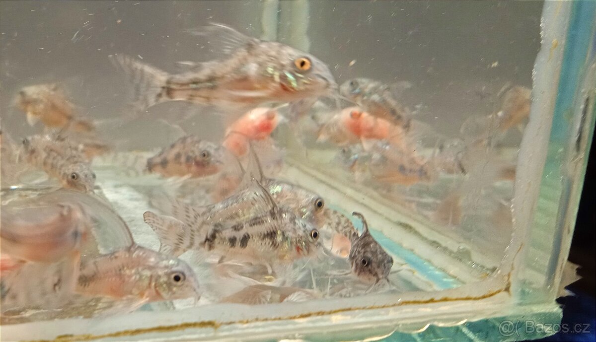 Prodám pancéřníčky Corydoras paleatus - 3