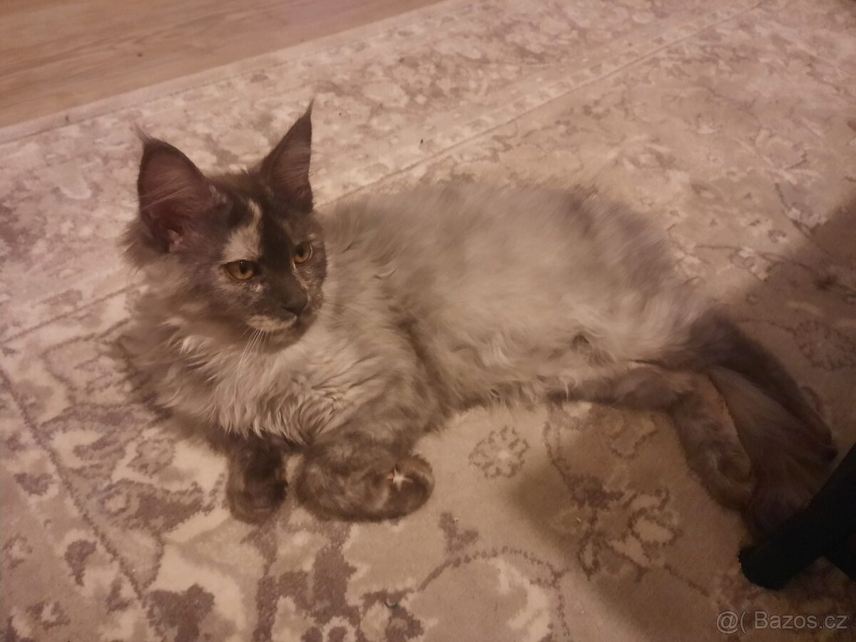 Mainská mývalí kočka, koťata s PP - 3