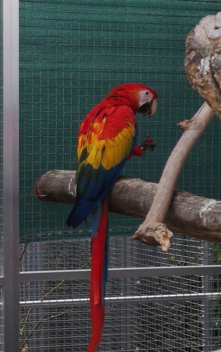 ARA arakanga macao - 3