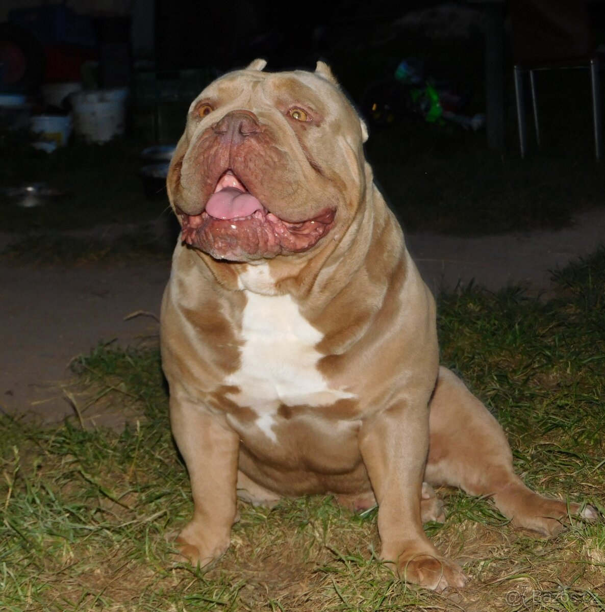 American Bully pocket exotic - krytí - 3