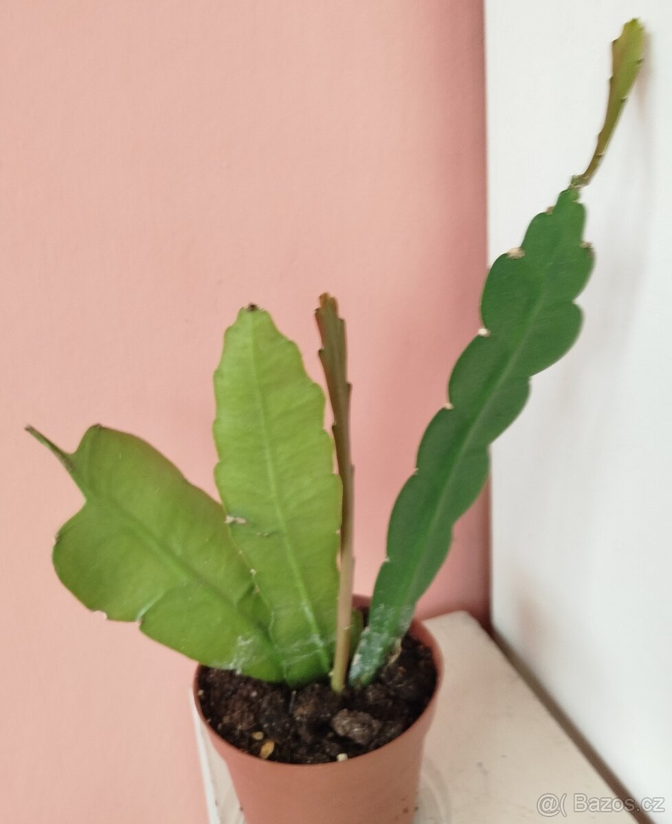 Pokojová květina FYLOKAKTUS - 3