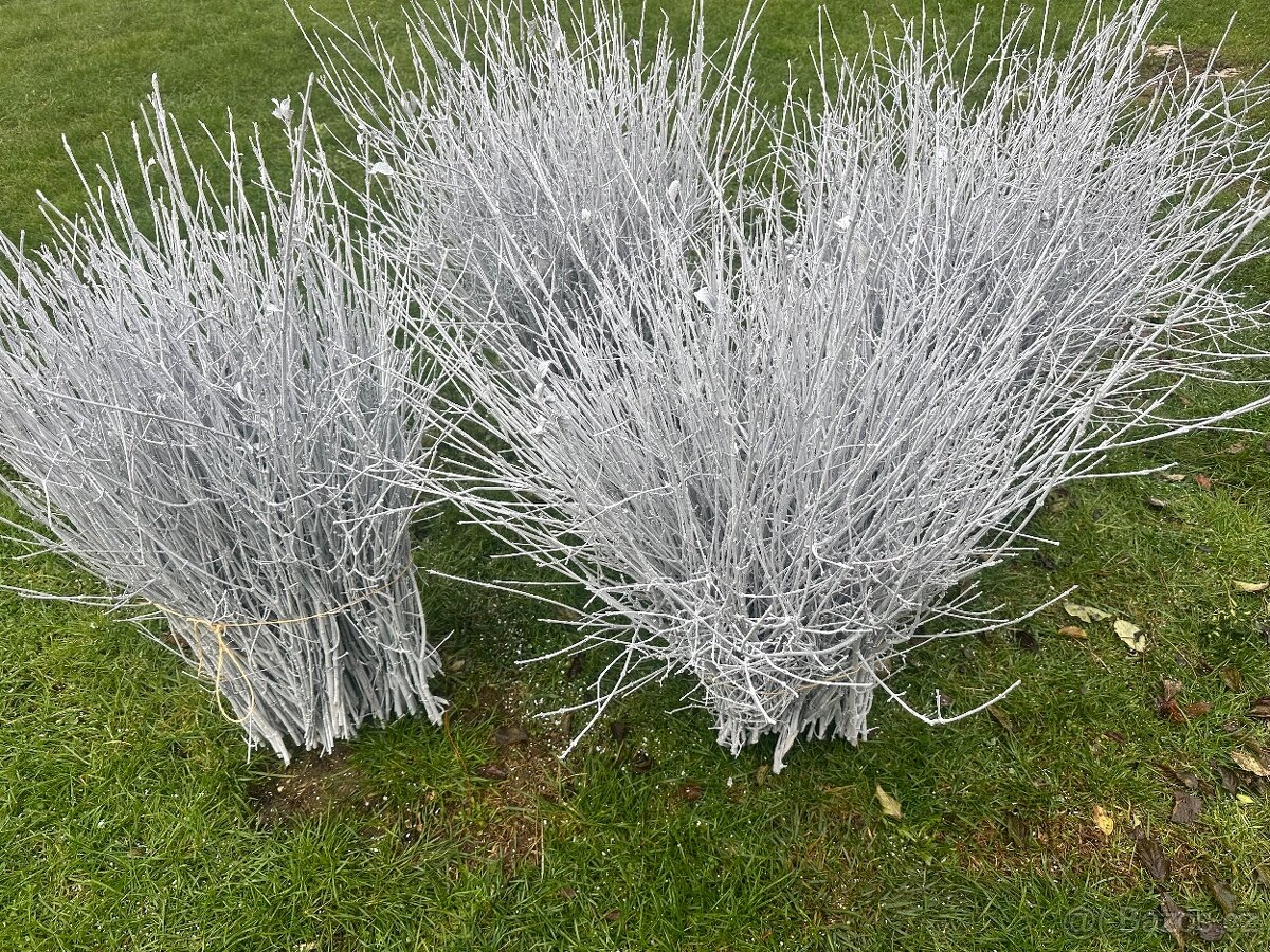 Prodáme vánoční jmelí 🌿🌿 - 3